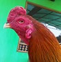 Ayam Bangkok Klasik